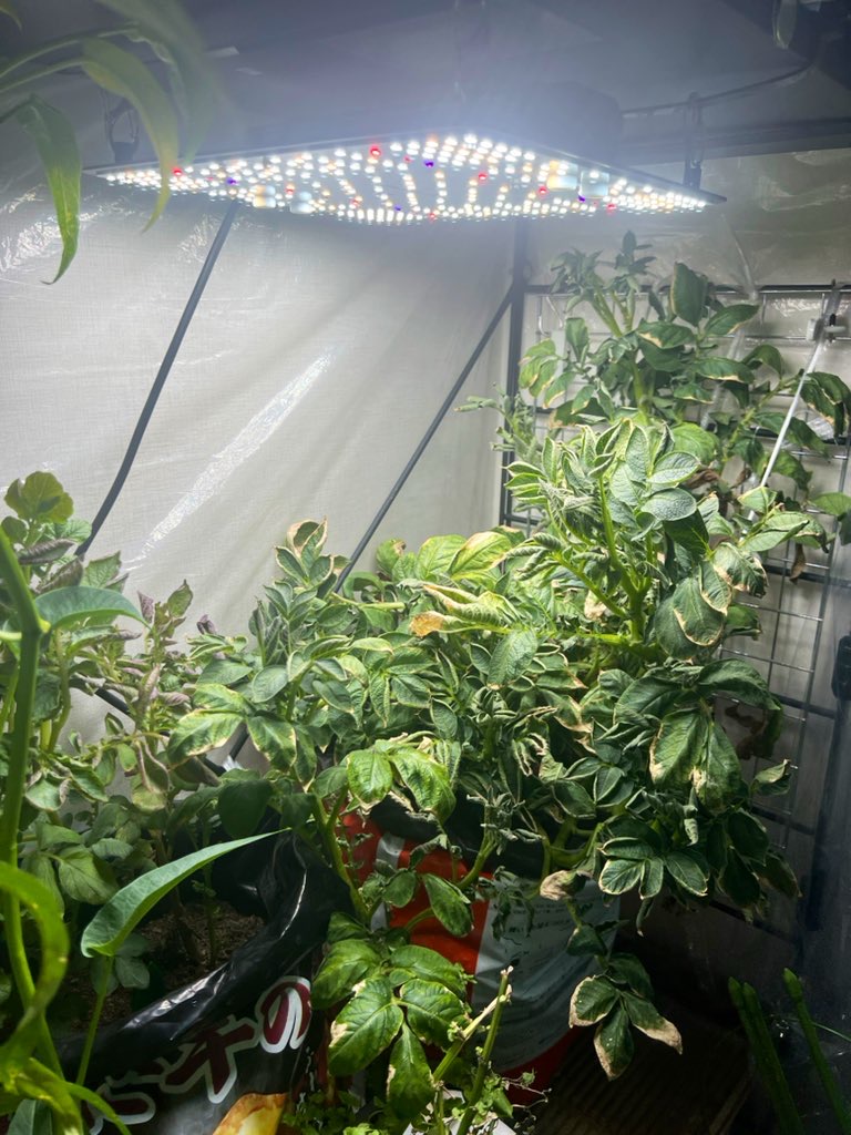 2025-05-28_23-01-19_161-1 甘っ娘🍅ちゃん、発芽!