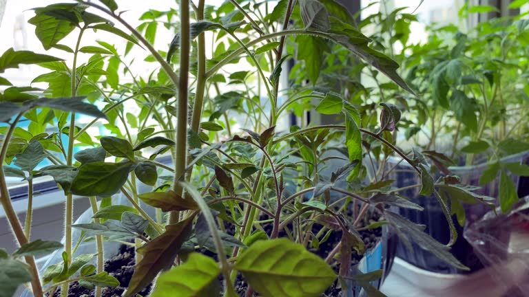 istockphoto-1532993723-640x640-1 植物工場導入(家庭・個人)