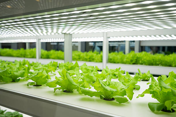 istockphoto-618848220-612x612-1 植物工場導入(企業)