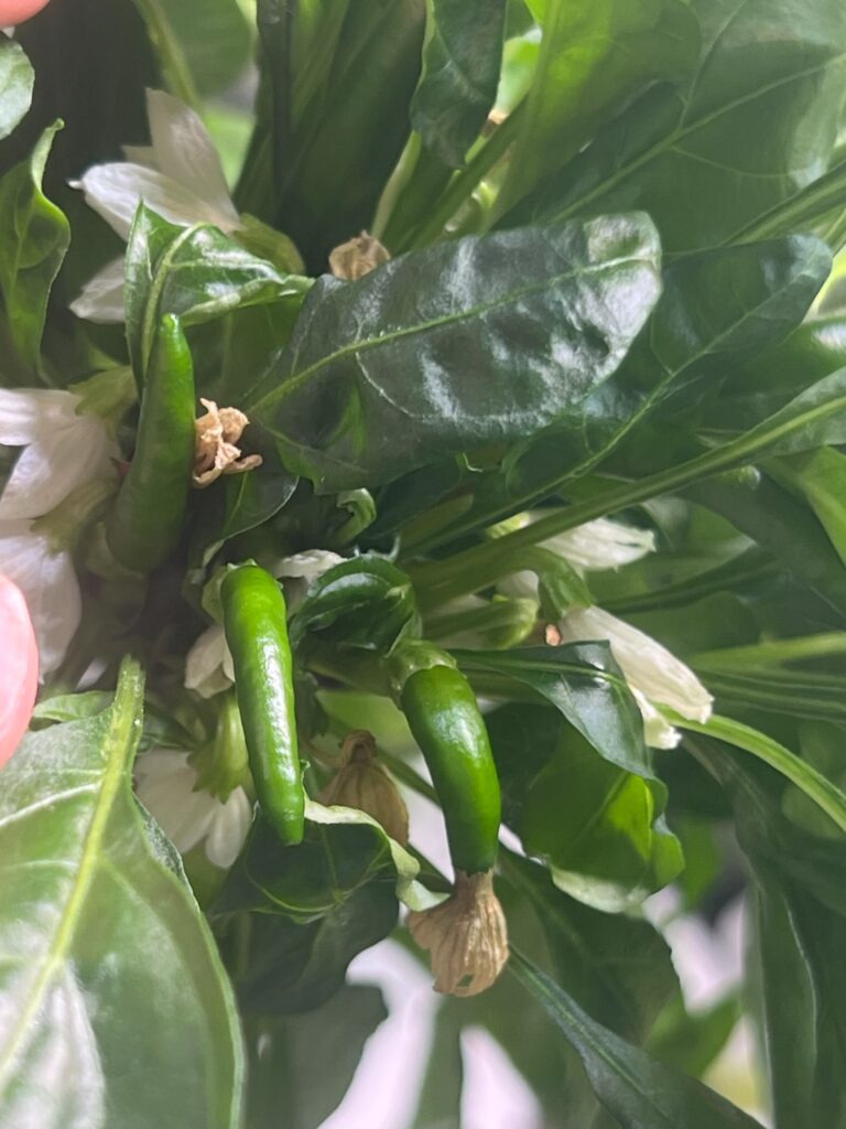 2025-06-13_17-20-03_946-768x1024 植物工場、水耕栽培の様子🍅🌶🌱