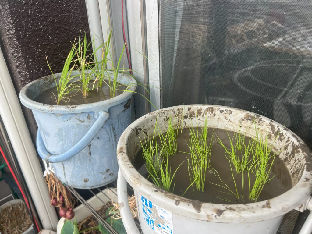 2025-06-14_14-43-52_171-1024x768 バケツ稲、田植えだん🌾