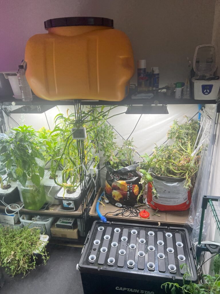 2025-06-14_14-52-28_063-768x1024 バケツ稲、田植えだん🌾