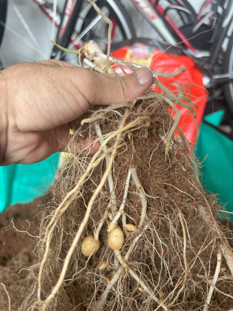 2025-06-15_12-00-44_475-768x1024 ジャガイモ収穫🥔