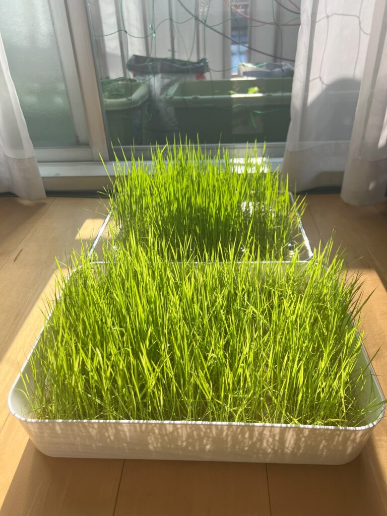 2025-06-20_15-53-10_114-768x1024 うりぼー農園のはるみとコシヒカリ🌾