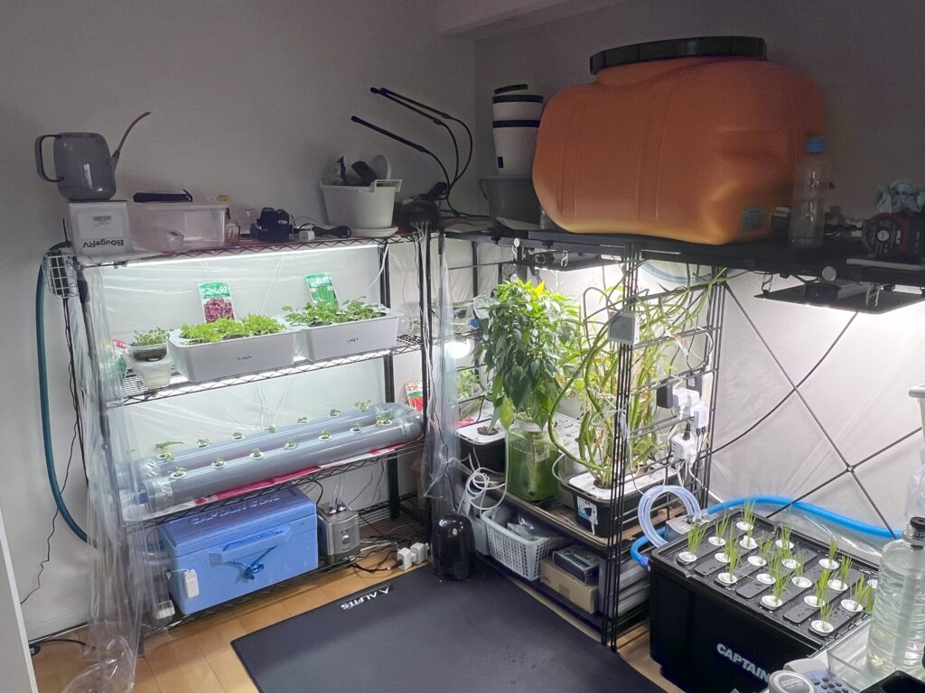 2025-06-23_15-49-51_274-1024x768 水耕栽培システムで田植え🌾