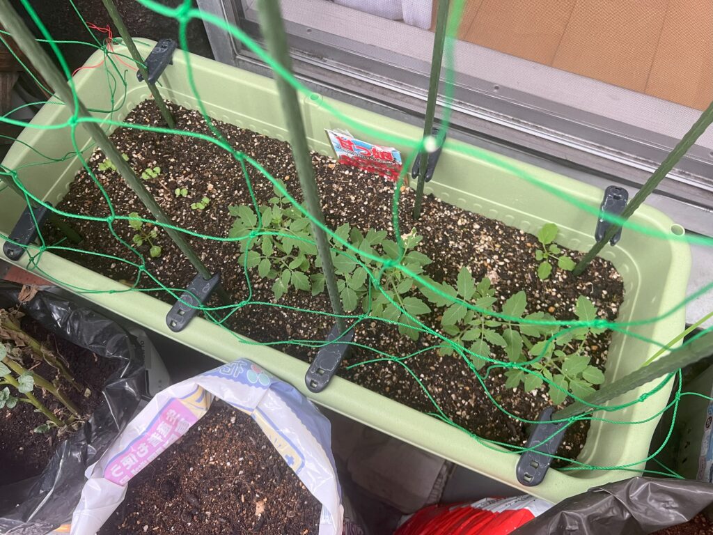 2025-06-24_16-23-00_700-1024x768 うりぼー農園の整備🥔🍅